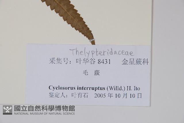 鐵毛蕨、毛蕨藏品圖，第2張