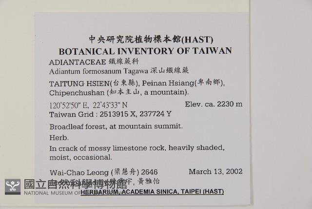 深山鐵線蕨、月芽鐵線蕨藏品圖，第2張