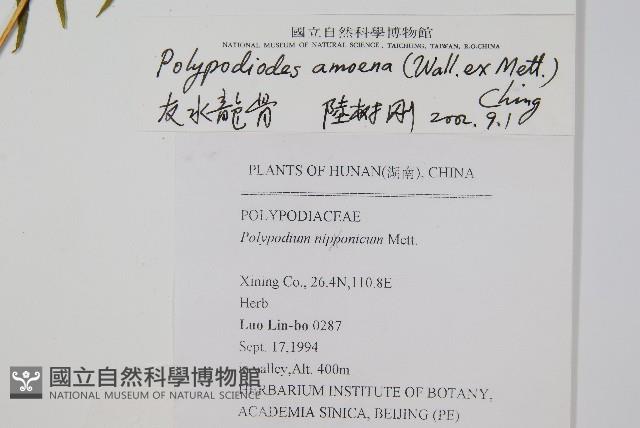 友水龍骨藏品圖，第2張