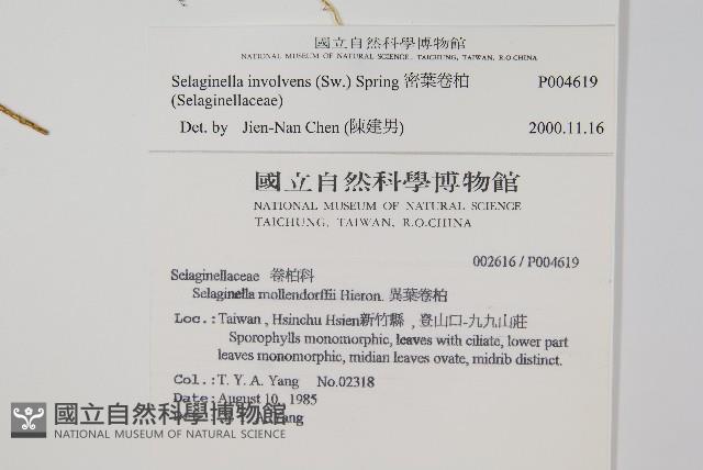 密葉卷柏藏品圖，第2張