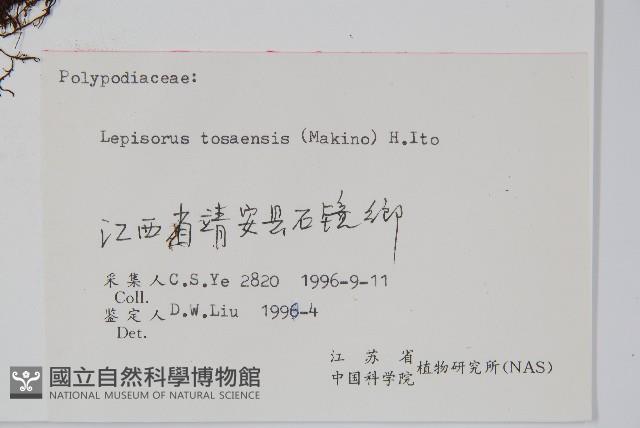 擬瓦葦藏品圖，第2張