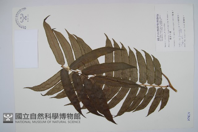 觀音座蓮藏品圖，第1張