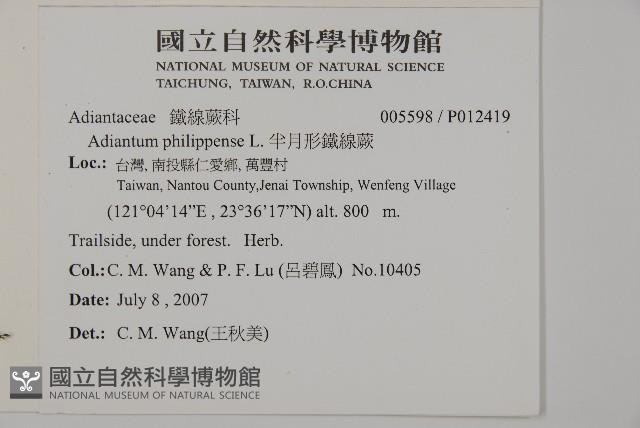 半月形鐵線蕨藏品圖，第2張