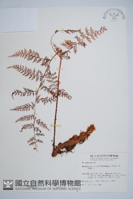 台灣小膜蓋蕨藏品圖，第1張