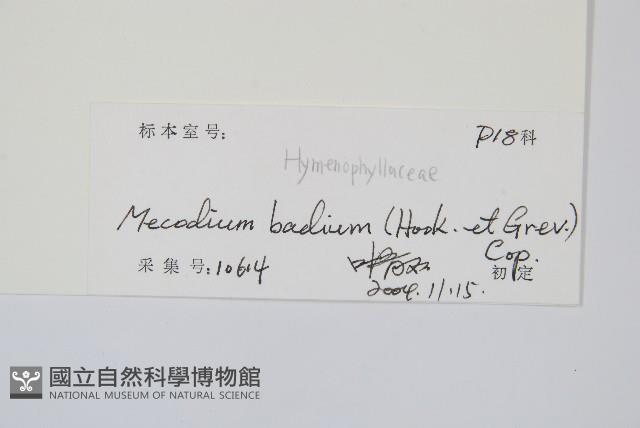 蕗蕨藏品圖，第2張