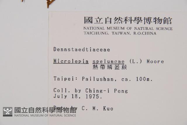 熱帶鱗蓋蕨藏品圖，第2張