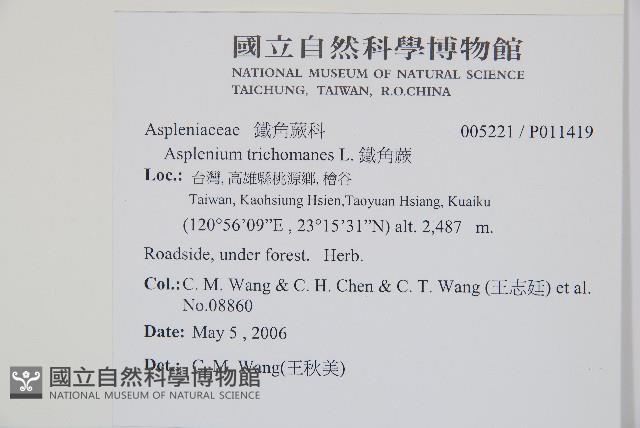 Maidenfair spleenwort Collection Image, Figure 2, Total 4 Figures