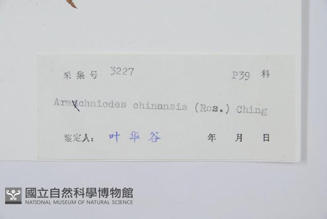 中華複葉耳蕨藏品圖，第2張