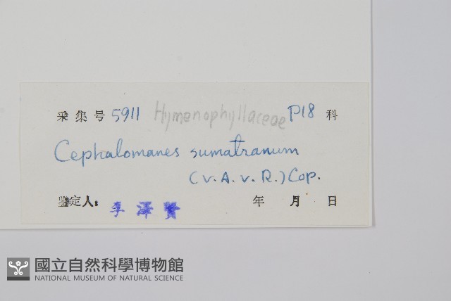 厚葉蕨藏品圖，第2張