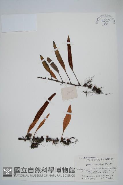 石葦藏品圖，第1張