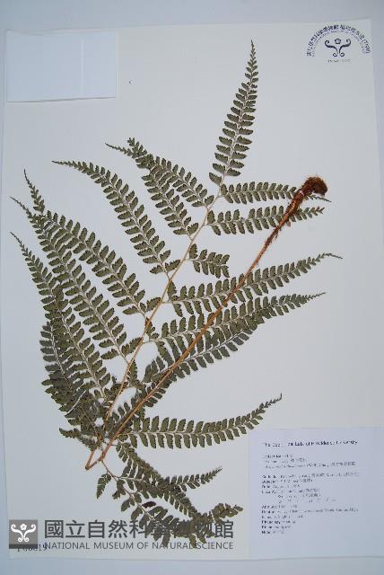 斜方複葉耳蕨藏品圖，第1張