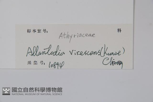 淡綠短腸蕨藏品圖，第2張