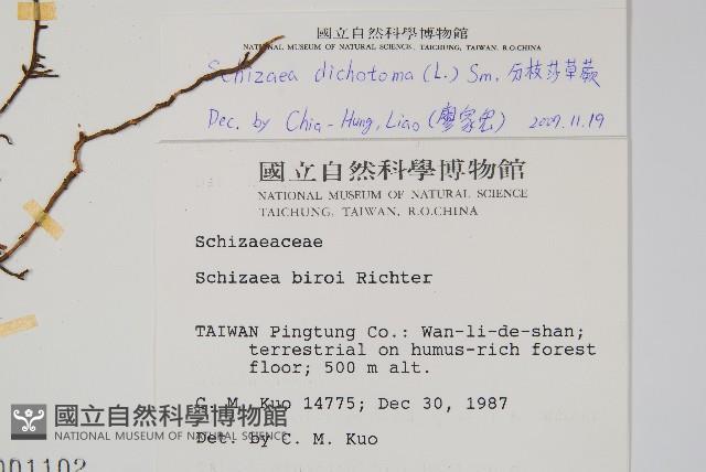 分枝莎草蕨藏品圖，第2張