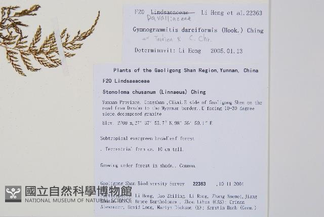 雨蕨藏品圖，第2張