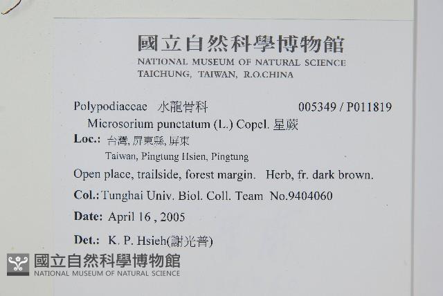 星蕨藏品圖，第2張