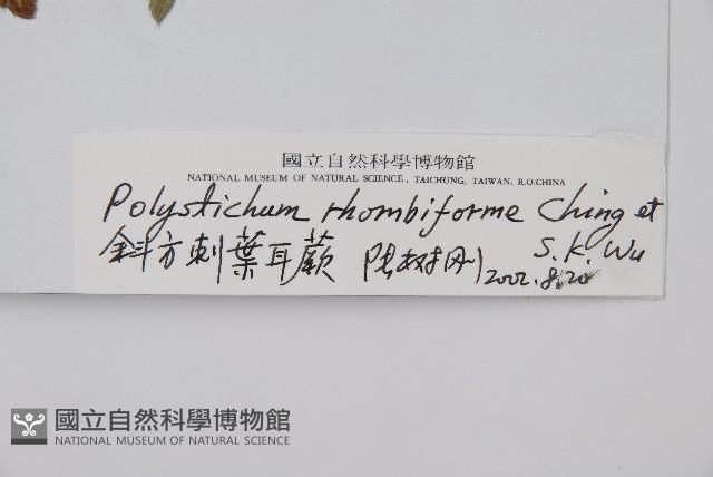 斜方耳蕨藏品圖，第2張