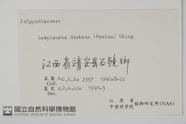 遠葉瓦葦藏品圖，第2張