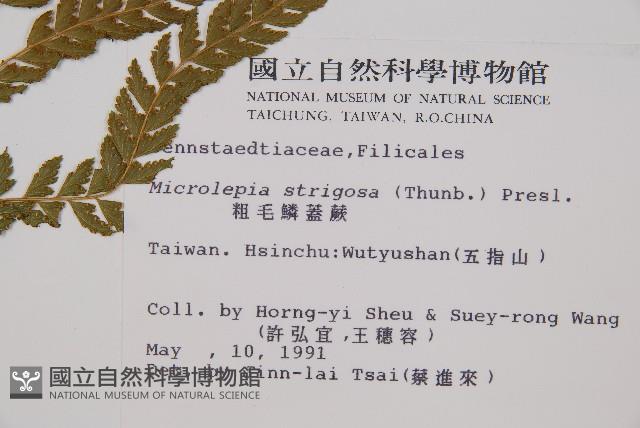 粗毛鱗蓋蕨藏品圖，第2張