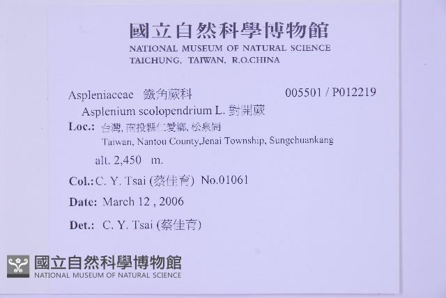 對開蕨藏品圖，第2張