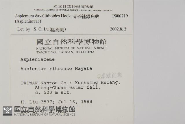 骨碎補鐵角蕨藏品圖，第2張