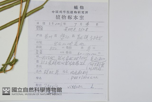鱗蓋鳳尾蕨藏品圖，第2張