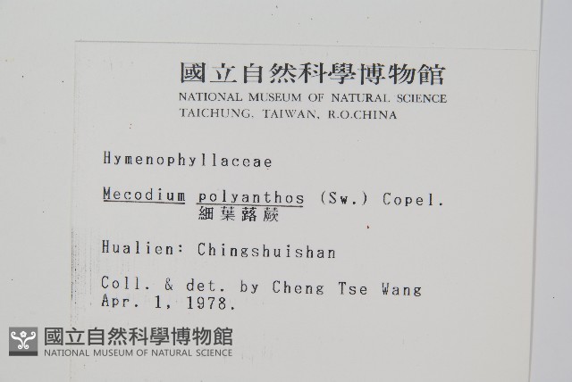 細葉蕗蕨藏品圖，第2張