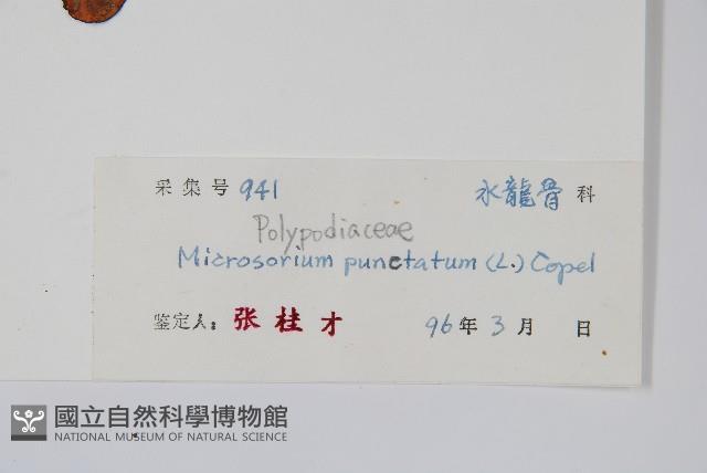 星蕨藏品圖，第2張