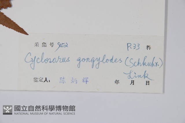 毛蕨藏品圖，第2張