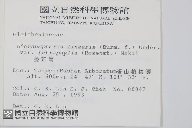 蔓芒萁藏品圖，第2張