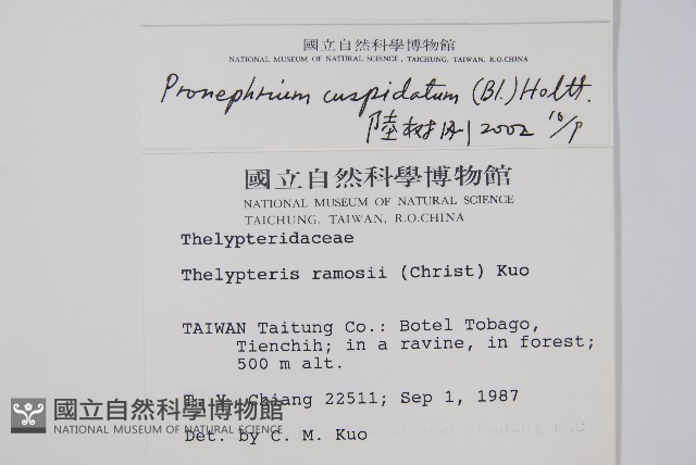 頂芽新月蕨藏品圖，第2張