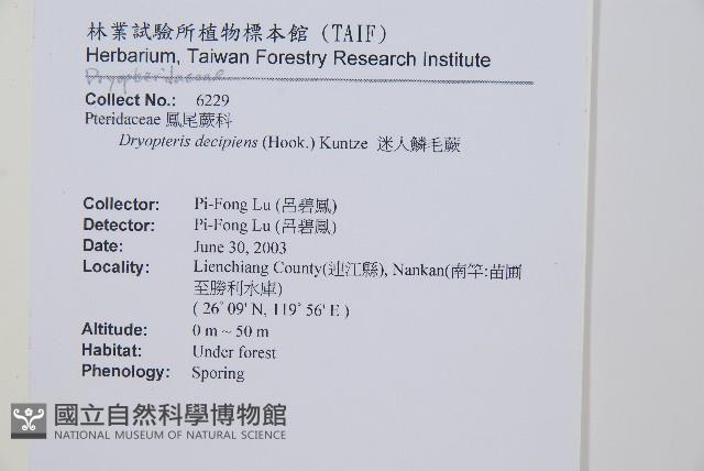 迷人鱗毛蕨、異蓋鱗毛蕨藏品圖，第2張