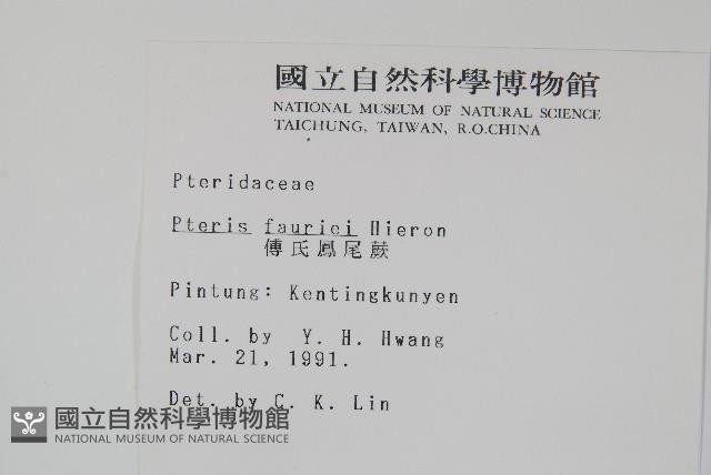 傅氏鳳尾蕨藏品圖，第2張