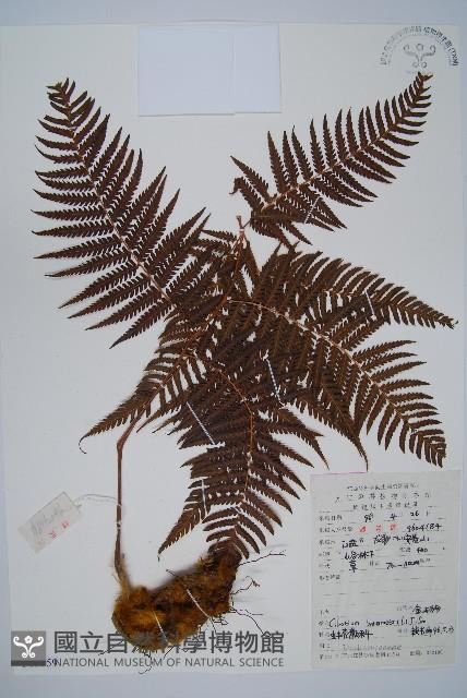 金狗毛蕨藏品圖，第1張