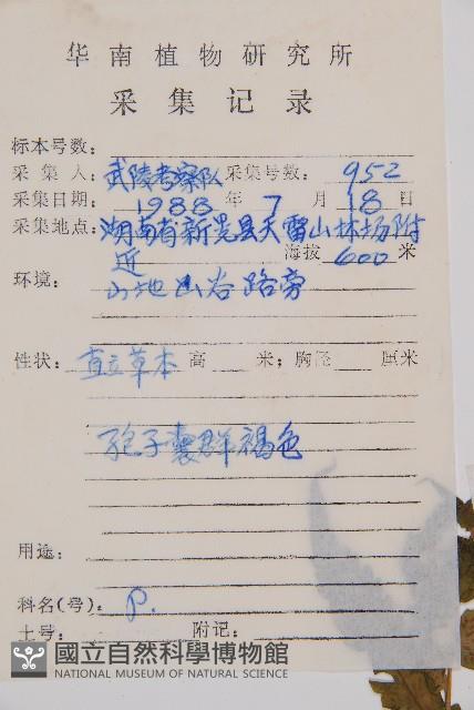 假蹄蓋蕨藏品圖，第2張