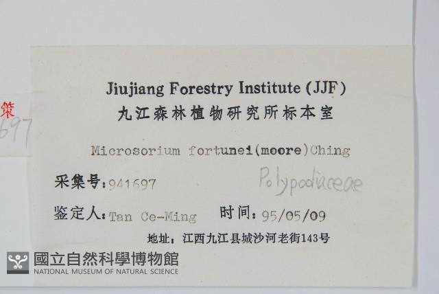 大星蕨藏品圖，第2張