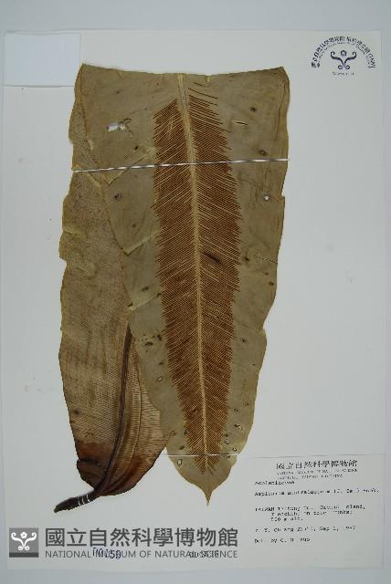 南洋山蘇花藏品圖，第4張