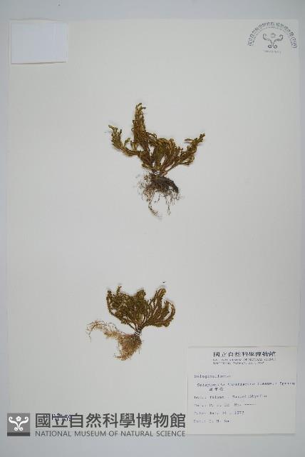 萬年松藏品圖，第1張