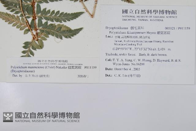 鐮葉耳蕨藏品圖，第2張