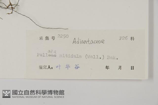 旱蕨藏品圖，第2張