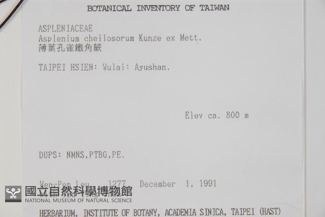 薄葉孔雀鐵角蕨、邊孢鐵角蕨藏品圖，第2張