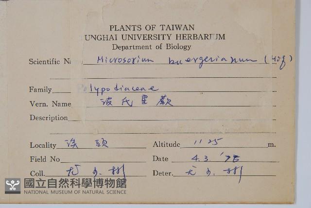 波氏星蕨藏品圖，第2張