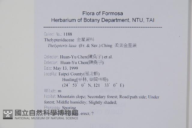 柔葉金星蕨藏品圖，第2張