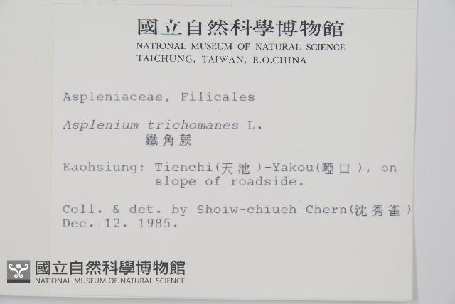 鐵角蕨藏品圖，第2張