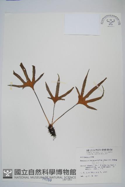 槭葉石葦藏品圖，第1張