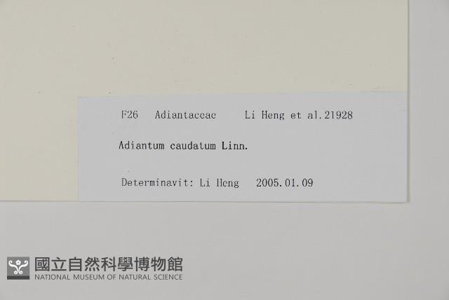 鞭葉鐵線蕨藏品圖，第2張