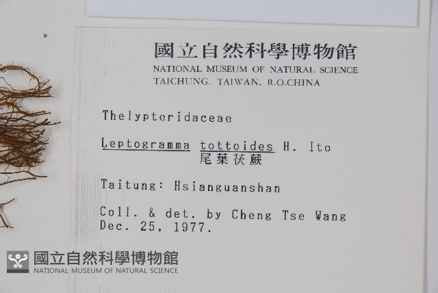 尾葉茯蕨藏品圖，第2張