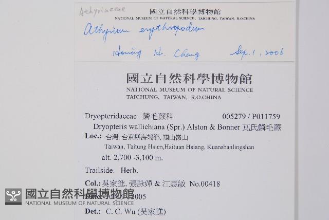 山蹄蓋蕨藏品圖，第2張