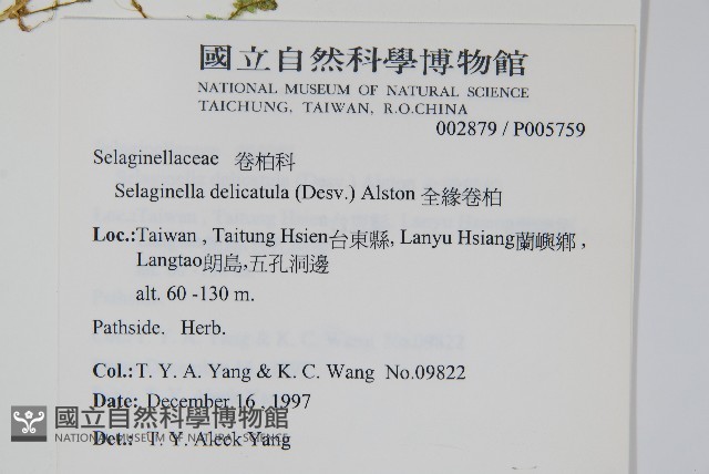全緣卷柏藏品圖，第2張