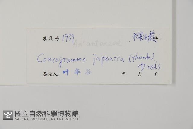 日本鳳丫蕨藏品圖，第2張