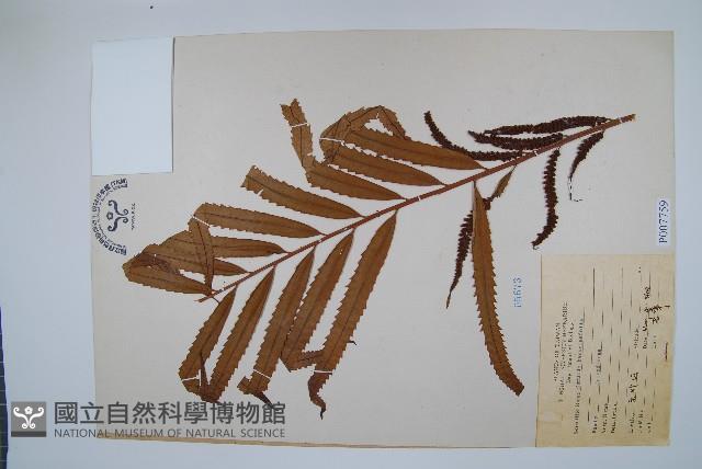 粗齒革葉紫萁藏品圖，第1張